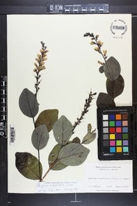 Baptisia simplicifolia image