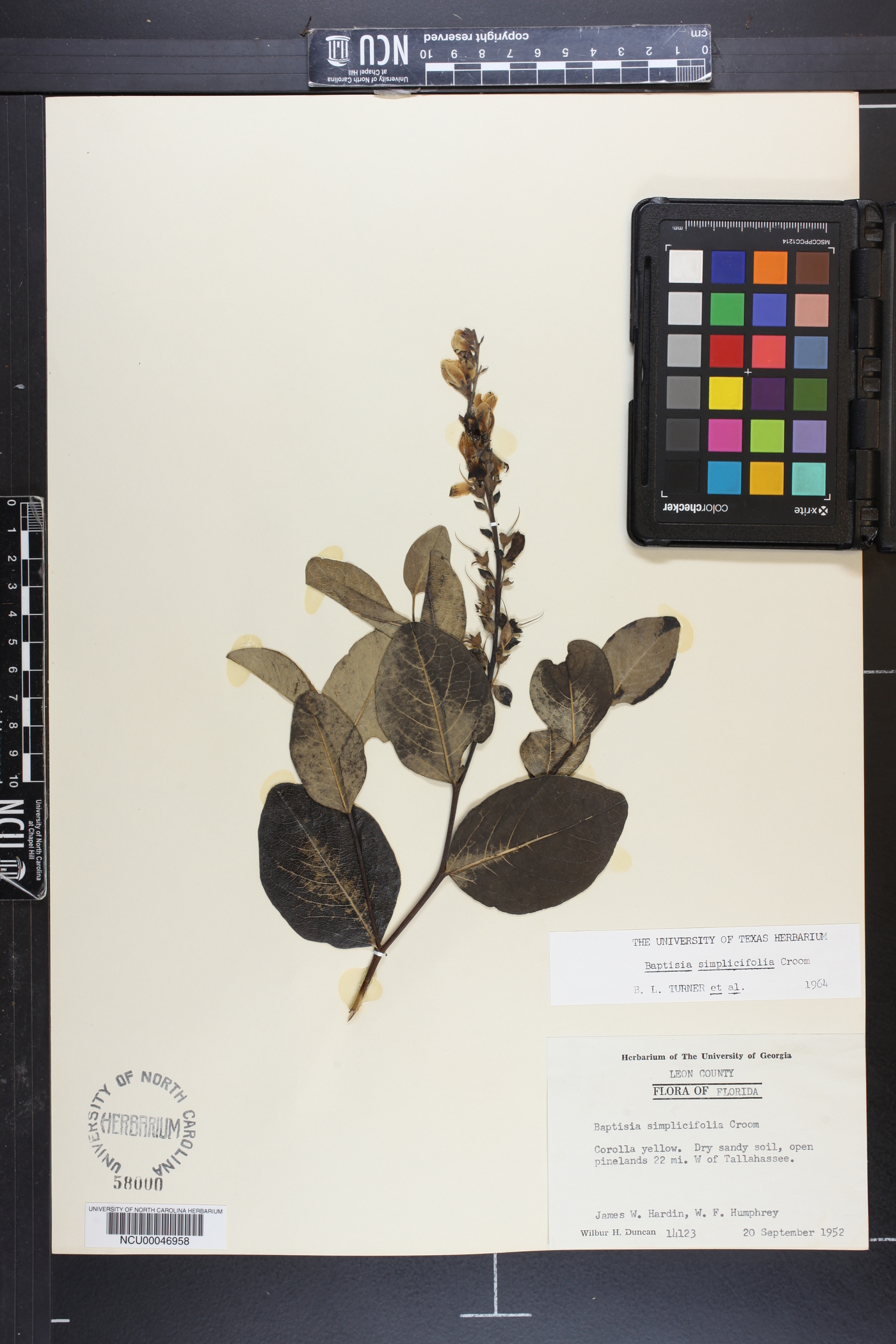 Baptisia simplicifolia image