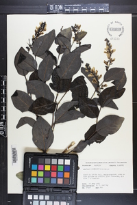 Baptisia simplicifolia image