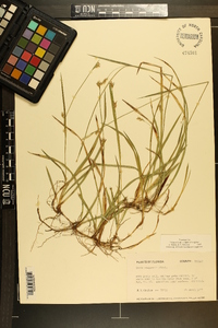 Carex chapmanii image