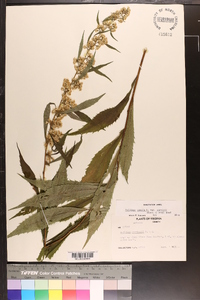 Solidago curtisii image