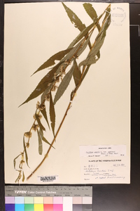 Solidago curtisii image