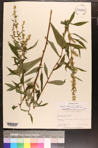 Solidago curtisii image