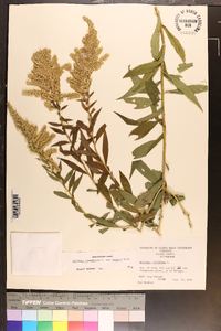 Solidago canadensis var. hargeri image