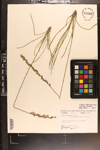 Liatris laevigata image