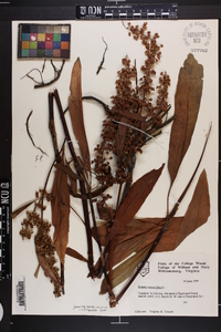 Rumex verticillatus image