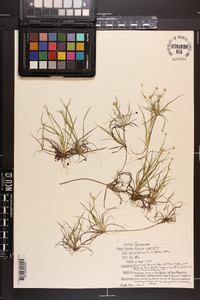 Juncus capitatus image