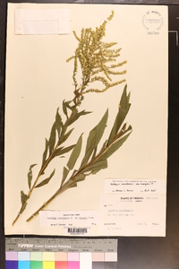 Solidago canadensis var. hargeri image