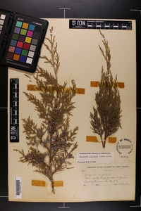 Juniperus silicicola image