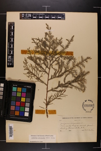 Juniperus silicicola image