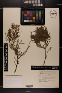 Juniperus silicicola image