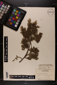 Juniperus silicicola image