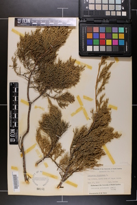 Juniperus silicicola image