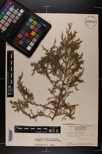 Juniperus silicicola image