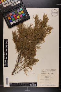 Juniperus silicicola image