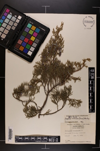 Juniperus silicicola image