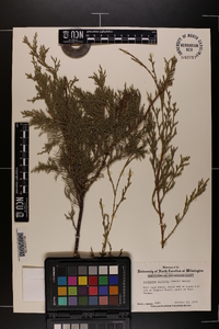 Juniperus silicicola image