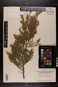 Juniperus silicicola image