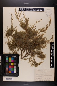 Juniperus silicicola image