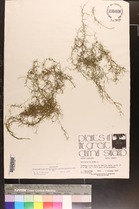 Utricularia gibba image