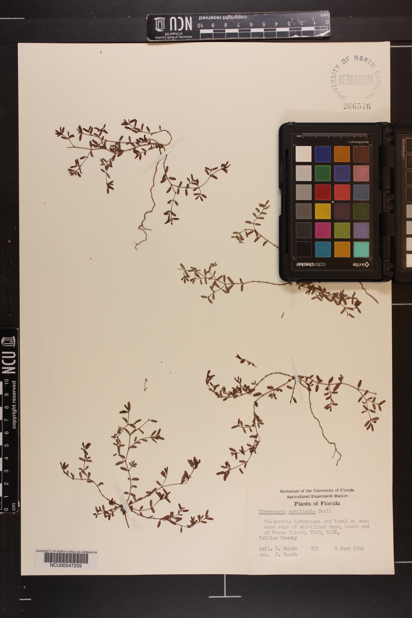 Chamaesyce cumulicola image