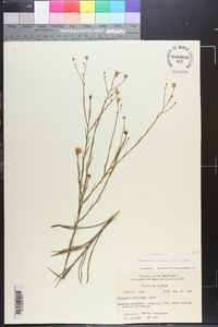 Image of Heterotheca floridana