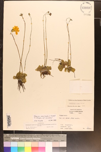 Pinguicula lutea image