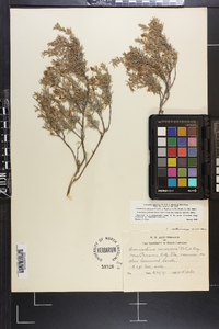 Conradina canescens image
