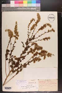 Solidago rugosa var. aspera image