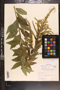 Solidago rugosa var. rugosa image