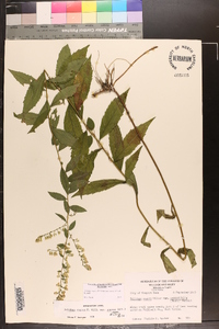 Solidago rugosa var. aspera image