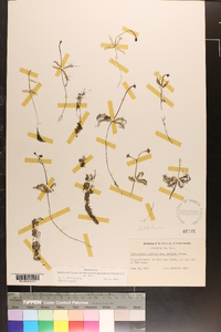 Utricularia inflata image