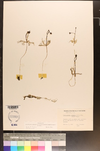 Utricularia inflata var. minor image