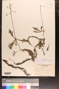 Utricularia inflata image