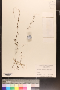 Utricularia inflata var. minor image