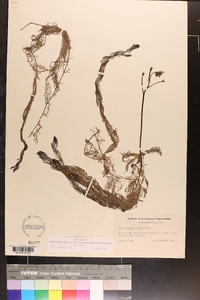 Utricularia inflata image