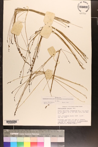 Utricularia juncea image