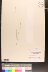 Utricularia juncea image