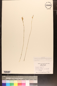 Utricularia juncea image