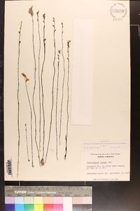 Utricularia juncea image