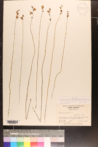 Utricularia juncea image