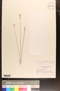 Utricularia juncea image