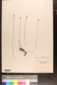 Utricularia juncea image