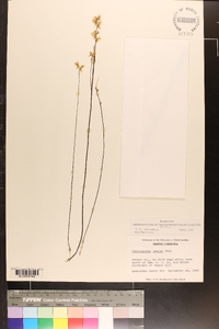 Utricularia juncea image