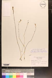 Utricularia juncea image