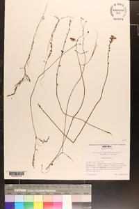 Utricularia juncea image