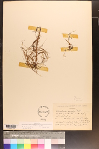 Utricularia gibba image