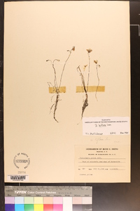 Utricularia gibba image