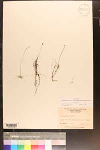 Utricularia gibba image