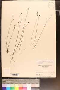 Utricularia striata image